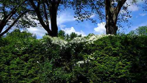 documentary,flower,scenery,Travel,The city,color,street racket,Interesting Topic: Film Impression,plant,The park,Sassy,branch,Comfortable weather,summertime,bright,beautiful sceneries,trunk,The sun,The sky,dawn