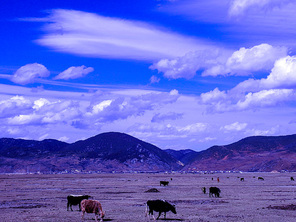No one,landscape,Travel,The sky,waters,outdoors,shan,Sunset,sheep,dawn,Livestock,The desert,agriculture,At night,Cow,lake,beautiful sceneries,Nature,Mammals,The beach.