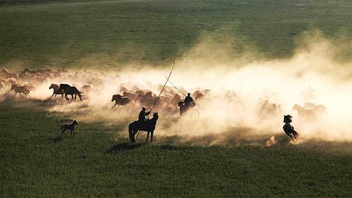 inner mongolia,scenery,Travel,A thousand horses running around,To meet the prairie,monggol photography,Livestock,silhouette,adult,Let's move,landscape,Male,Fight!,pastime,The farm,herder,livestock,agriculture,Cow,fen