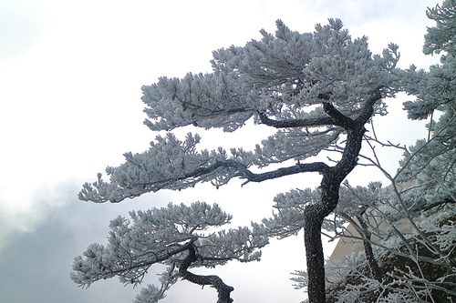 Winter has something to return to Shanghai, to visit Huangshan scenery. Winter Huangshan, unique flavor.