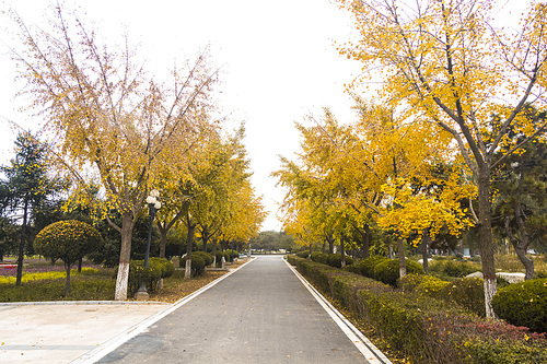 ginkgo,canon,shijiazhuang botanical garden,Leaf,landscape,guidebook,No one,season,hutong,The park,Country,ki,Nature,alleyway,rural area,boulevard,branch,outdoors,beautiful sceneries,Comfortable weather,