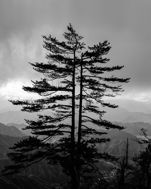 scenery,black and white,canon,conifer,Nature,evergreen tree,fog,outdoors,pine,shan,Snowy,Winter,ki,The sky,The sun,Mist,summertime,dawn,The park,