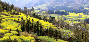 Luoping, Yunnan, Spring Festival 2016