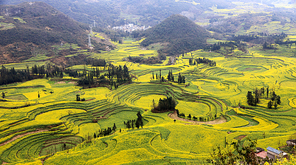 Luoping, Yunnan, Spring Festival 2016