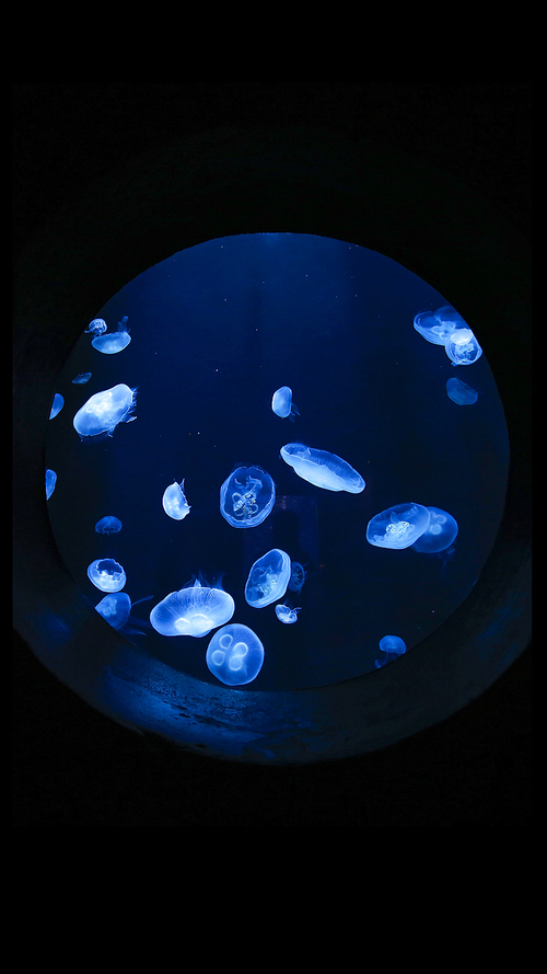shanghai,animal,Travel,aquarium,dubai,palm island,Astronomy,Science,Bubbles,The pearl,bright,turquoise,Ball,reflex,backstage,light,round,shape,spherical,color