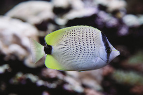 beach,ocean,Oregon,Portland,canonbeam,Nature,wild animal,Coral,Swimming,The navy,outdoors,aquarium,Tropical,Reef,dive,deep,vertebrate without vertebrae,Aquatic plants,animal