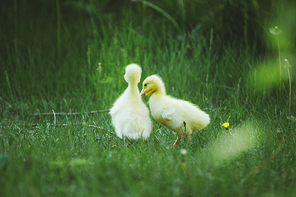 Birds,lawn,animal,Nature,Feather,geese,poultry,The farm,wild animal,duck,aristocratic woman,outdoors,The hay place,beak,No one,waterfowl,fen,summertime,wild,easter