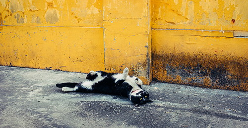 Cats,documentary,Travel,The city,color,capture,street racket,buddhist photography,portraits,old,backstage,Dogs,retro,one,ki,texture,outdoors,The family,The shadows.