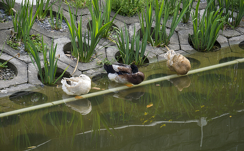 shanghai,animal,sony,The garden,lawn,outdoors,lake,summertime,wild animal,No one,Birds,The river,Swimming,The park,C. Environment,food,plant,Beautiful,duck