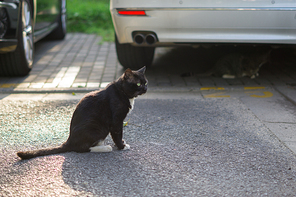 animal,Cats,documentary,The city,capture,sony,Challenge Subject,Pussy is Justice,Mammals,outdoors,bitumen,Pet,Daylight,People,Cute,Nature,Wait,to look for,The park.