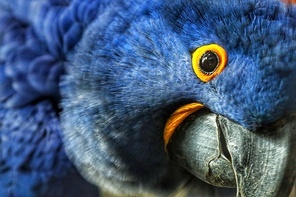 animal,ecology,canon,color,capture,minimalism,eye,The zoo,wild,one,Feather,outdoors,beak,close-up,Pet,The wings,The head,backstage,to look for