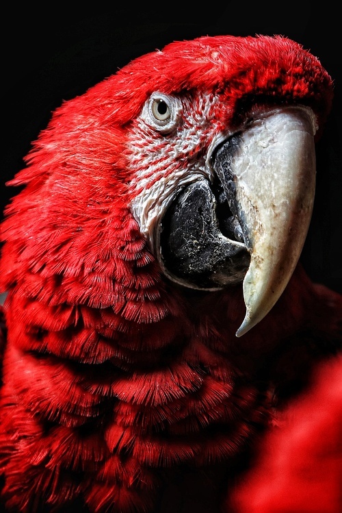 animal,ecology,Of course,canon,Birds,color,The zoo,Nature,backstage,parrot,Feather,The face,eye,Darkness,The arts,macaw,wild,The head.