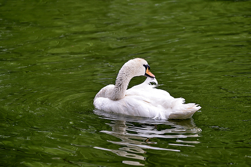 The swans,lake,Birds,pond,waters,No one,Nature,waterfowl,duck,wild animal,Swimming,poultry,geese,The river,reflex,animal,Feather,outdoors,wild,mute