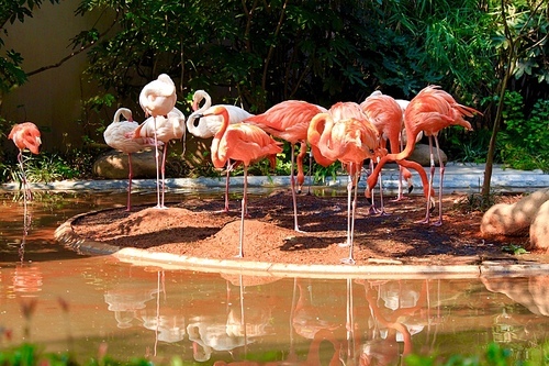 Nature,flamingos,waters,outdoors,wild animal,The park,Birds,Beautiful,summertime,The zoo,animal,color,Tropical,long,lake,No one,foreign,food,pond,wild