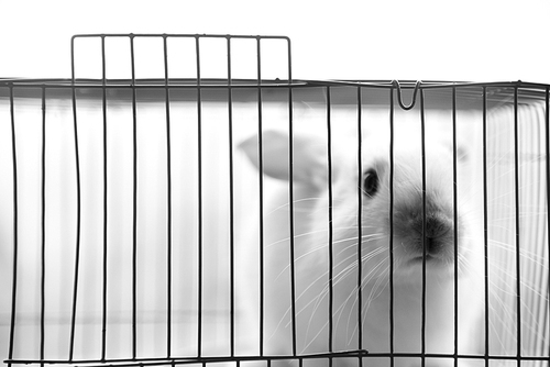 animal,black and white,Bunny,Small animals,white rabbit,No one,Domestic,Cute,Mammals,Isolated,one,It's a trap,mouse,young,We're clear,Tiny,droll,Rat,portraits,Inside.