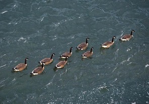 humanities,animal,documentary,Canada,Pet,vancouver,geese,Nature,poultry,Swimming,lake,outdoors,mallard,The river,seagull,The sea,beak,pelican,The ocean.