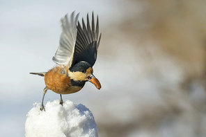 ecology,Birds,dalian,capture,Feather,beak,wild,No one,outdoors,The wings,Winter,bird watching,ornithology,Tiny,to fly,Snowy,songbird,Flies,one