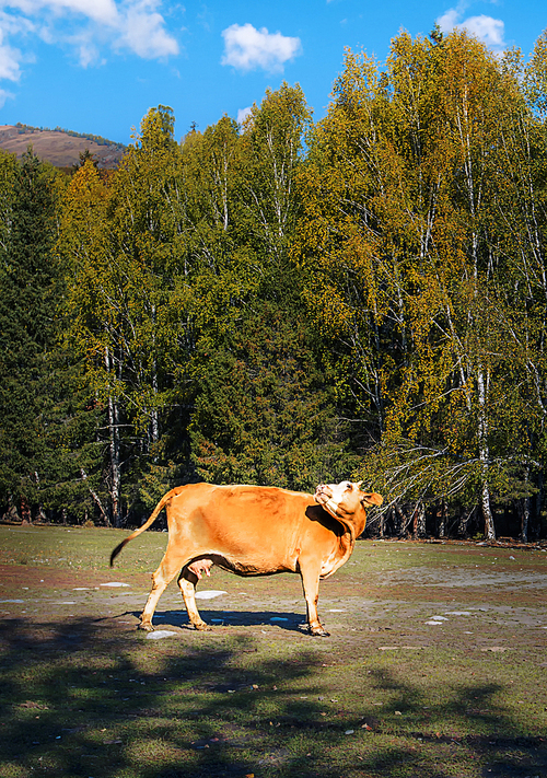 xinjiang,Of course,scenery,canon,brzin,wo mu tsuen,ki,Cow,Country,lawn,rural area,The sky,Daylight,Mammals,Leaf,Livestock,Comfortable weather,agriculture,The bull,color