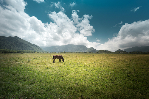 scenery,Travel,color,sony,shennongjia,taegu-ho,The sky,grassland,livestock,rural area,The hay place,Country,Livestock,Nature,fen,armoured personnel,summertime