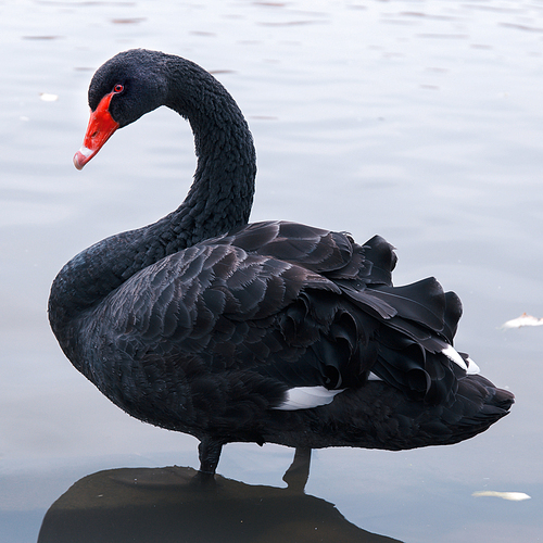 animal,The swans,forest park,geese,waterfowl,pond,wild animal,lake,waters,No one,Nature,Feather,poultry,mallard,Swimming,reflex,Winter,beak,outdoors