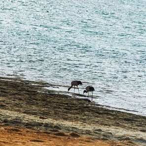 Project Low-light, 2017,Birds,shoreline,No one,The sea,The beach,The ocean,wild animal,outdoors,lake,Nature,Travel,Daylight,kishi,waterfowl,summertime,sand,animal,reflex,duck