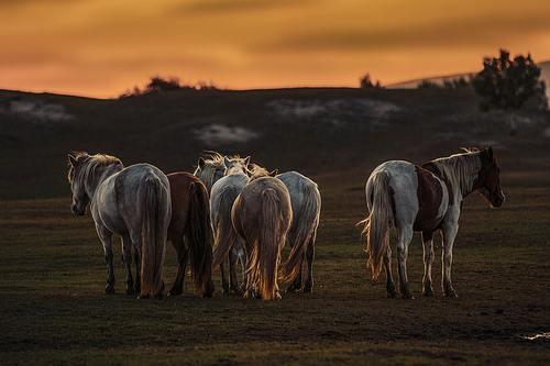Travel,Photography,The horse,Mammals,The farm,Sunset,mustang,No one,lawn,stallion,Horses,herding,fen,Knights,livestock,Cowboy,The hay place,A pony,animal,Country.