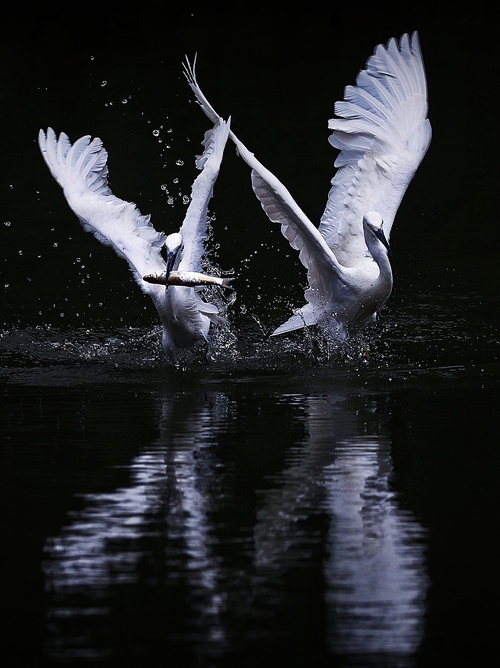 capture,No one,waters,wild animal,Nature,Feather,The swans,outdoors,lake,reflex,Flies,black and white,animal,waterfowl,to fly,Darkness,purity,The river,poultry,The wings.