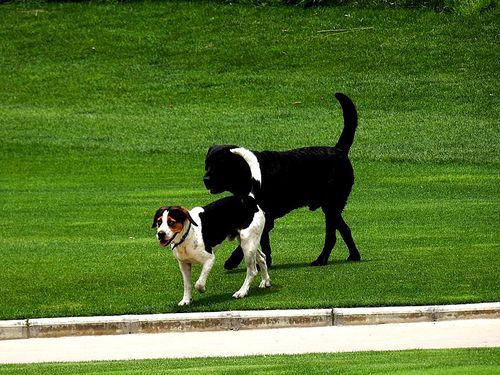 Dogs,Mammals,lawn,fen,canonidae,animal,Pet,No one,rivalry,Puppies,summertime,outdoors,The park,The hay place,The stadium,ball (sports),portraits,landscape,one