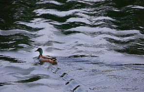 Of course,canon,The city,color,capture,reflex,pond,waterfowl,Swimming,No one,poultry,mallard,wild animal,Nature,outdoors,kimio,Birds,wet,geese,animal