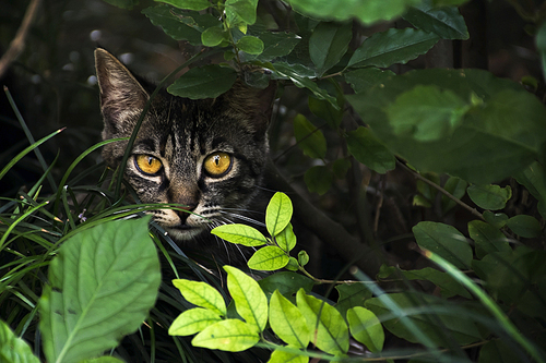 animal,leaf,cats,green,cute,grass,the face,color,the eyes,stray cat,tree,lawn,wild,mammals,tiny,nature,one,the head.