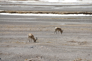 animal,xizang,scenery,Travel,cosiri,The desert,outdoors,wild,color,fen,landscape,waters,Deer,lawn,Winter,Snowy,sand,summertime,furry