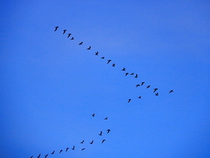 documentary,capture,No one,military,to fly,aeroplane,group,wild animal,outdoors,pigeons,geese,light,air,Nature,The weather,silhouette,landscape,Tall,backstage