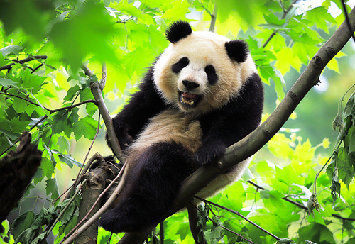 Nature,wild animal,animal,Mammals,tree,wild,Cute,outdoors,No one,lawn,ki,Leaf,The zoo,portraits,furry,young,The park,giant panda,summertime,The jungle.