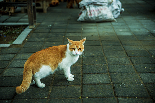 humanities,beijing,nikon,hutong,street racket,eye,street,Cat,Sit down,Tiny,The baby,one,Go to sleep,droll,Domestic,to look for,young,Cute,ash
