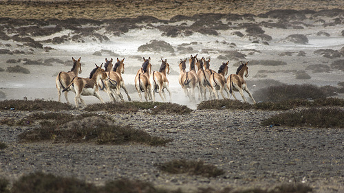 xizang,wild animal,Travel,Hey, Ali,wild ass,sand,one,Two,Group (abstract),Daylight,antelope,adult,animal,People,Dust,herder,a group of,sports