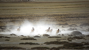 xizang,wild animal,Travel,Hey, Ali,wild ass,lake,Birds,Print,landscape,People,Let's move,The beach,reflex,The river,Volcano,Two,sports,The desert,Daylight.