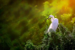 light and shadow,animal,canon,color,No one,Beautiful,waters,Leaf,close-up,plant,summertime,backstage,The park,The garden,wild animal,light,Birds,wild,dawn,lawn