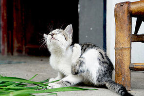 animal,documentary,street racket,sony,Emotions,xiaoqing,Very simple,The Fat Tower and the Street Photography Phase 23,Nature,No one,eye,ash,Sit down,Tiny,droll,The family,The baby,Cute,young.