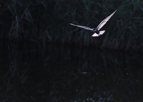 Birds,capture,canon,slr,snpsed picture,to fly,Flies,The sky,lake,Let's move,The sea,Feather,seagull,Travel,Freedom,Darkness,The ocean,At night,animal