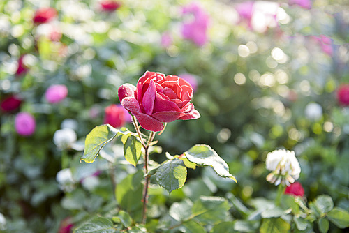 Morning photography of the best flowers, dew drop on the petals, in the morning light, dew-drop refreshing, petals clear texture.