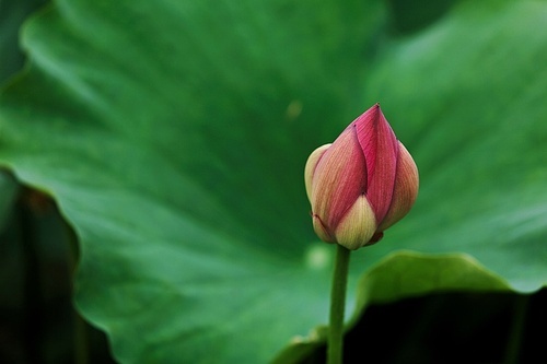 The lotus,scenery,color,plant,No one,Flower,summertime,lilies,Tropical,Divine,The garden,foreign,outdoors,bright,Meditate,Biology,Saturated,purity,close-up,Swimming.