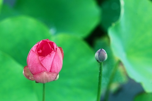The lotus,scenery,color,Flower,summertime,The garden,lotus flower,No one,Tropical,Beautiful,close-up,bright,The park,blossoming,petal,Saturated,It's a flower,It's a plant,casing