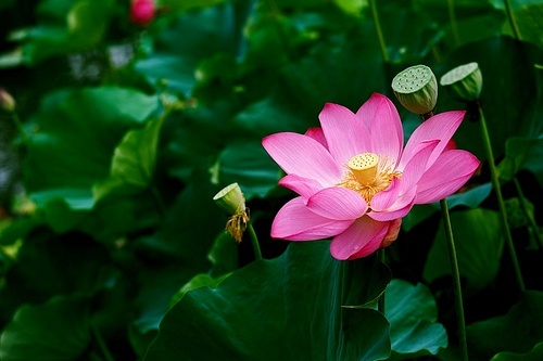 The lotus,scenery,color,lotus flower,Nature,blossoming,summertime,The garden,lilies,petal,pond,Tropical,It's a plant,Beautiful,close-up,It's a flower,foreign,Aquatic plants,No one.