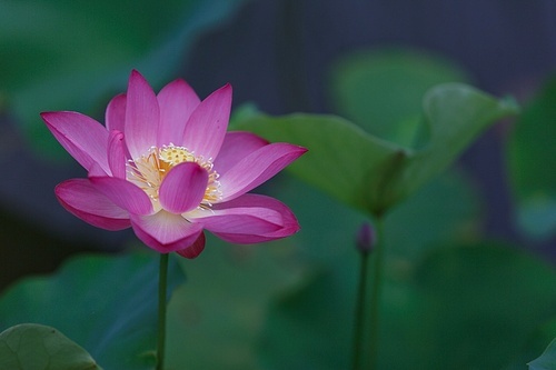 The lotus,scenery,color,Flower,Nature,Tropical,summertime,lilies,pond,blossoming,foreign,No one,Aquatic plants,petal,The garden,Beautiful,Divine,It's a plant,close-up