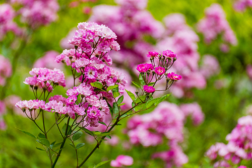 humanities,plant,flower,color,No one,Leaf,outdoors,grain crops,blossoming,bright,Comfortable weather,It's a flower,lawn,petal,The sun,fen,The park,A rose.