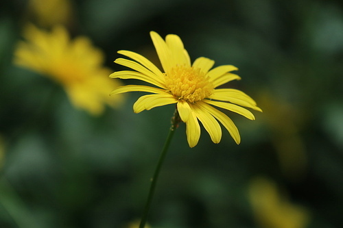 photographic operations: microscopes,no one,summertime,plant,flower,grain crops,leaf,the garden,bright,comfortable weather,outdoors,color,motoshi,the sun,lawn,petal,close-up,blossoming,fen,