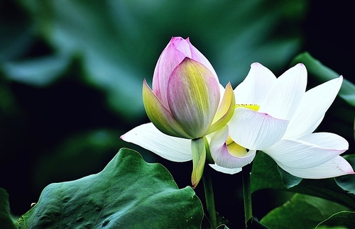 sonogram contribution,lotus flower,Leaf,plant,Nature,lilies,No one,The garden,summertime,petal,blossoming,Tropical,pond,foreign,Aquatic plants,Divine,It's a flower,It's a plant,Beautiful.