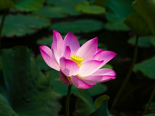 The lotus,scenery,bender,color,Nature,plant,Aquatic plants,Tropical,Divine,summertime,lilies,Swimming,blossoming,foreign,liandia,No one,Take a break,petal,Zen.