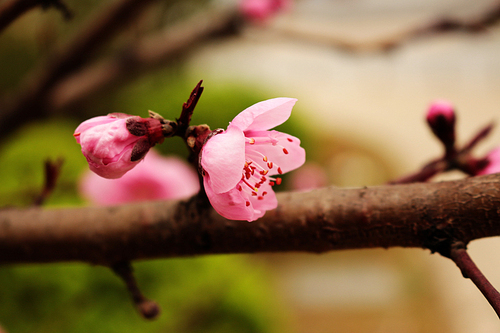 flower,scenery,canon,wuhan,wallpaper,Cherry wood,Apples,The garden,Leaf,outdoors,plant,bud,motoshi,blossoming,grain crops,plum,petal,Delicate,It's a flower,close-up