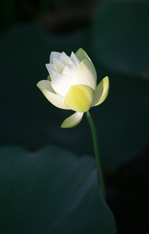 plant,The city,color,shenzhen,sony,good friends of china,summertime,lilies,Tropical,petal,lotus flower,foreign,blossoming,Delicate,bright,motoshi,Beautiful,It's a flower,casing